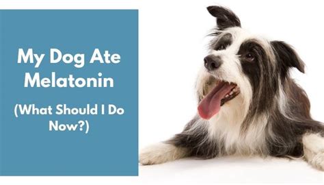 Dog ate my vitamins. Things To Know About Dog ate my vitamins. 